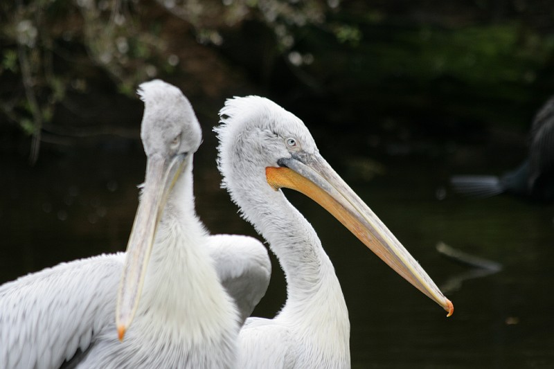 Fotoclubje Blijdorp 2008-54.jpg